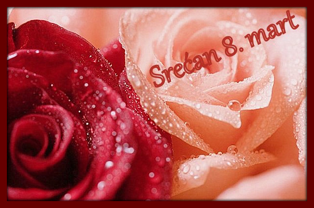 Buket roze-crvenih ruža Srećan 8 mart